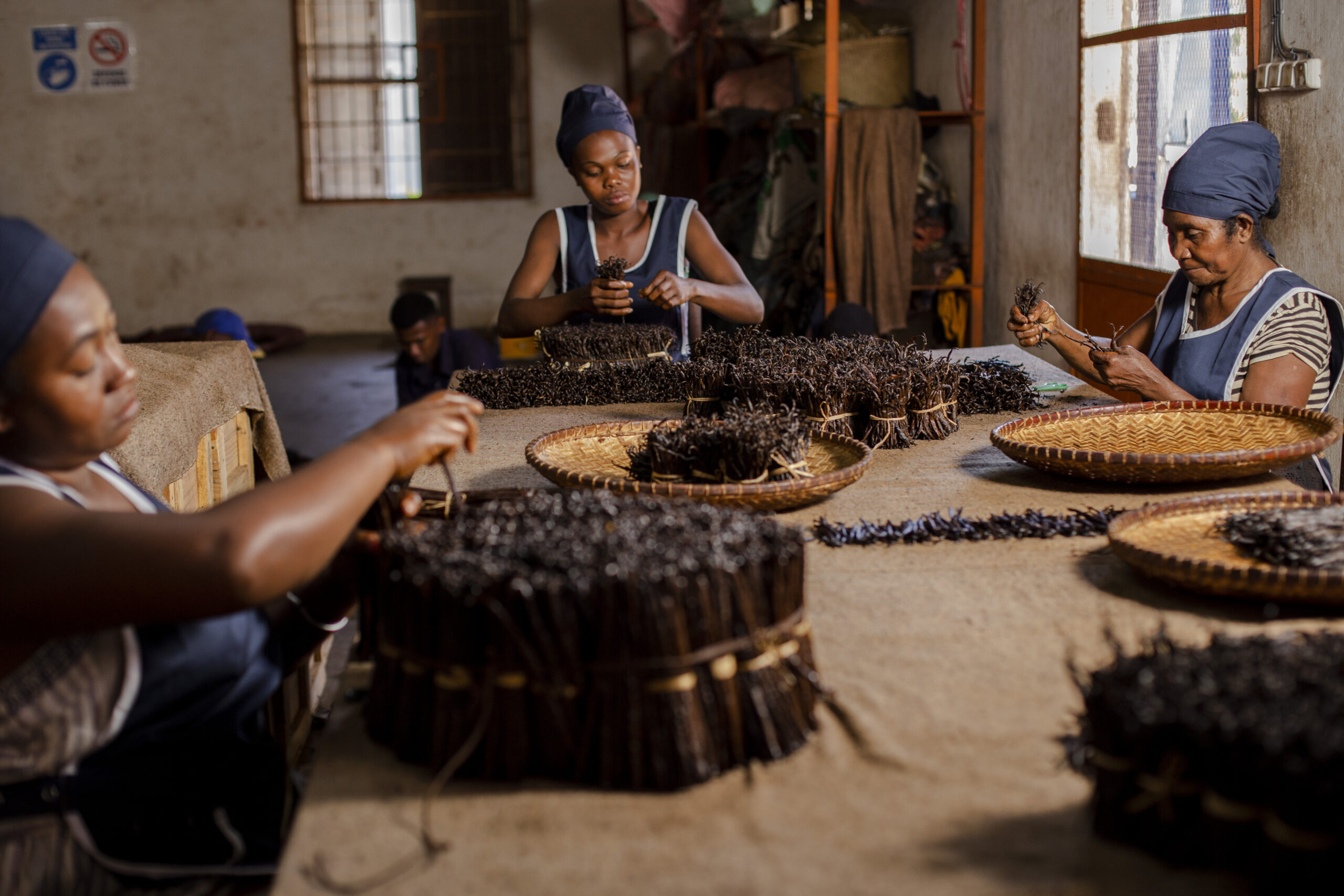 Madagascar Flavors team sorting and grading vanilla beans