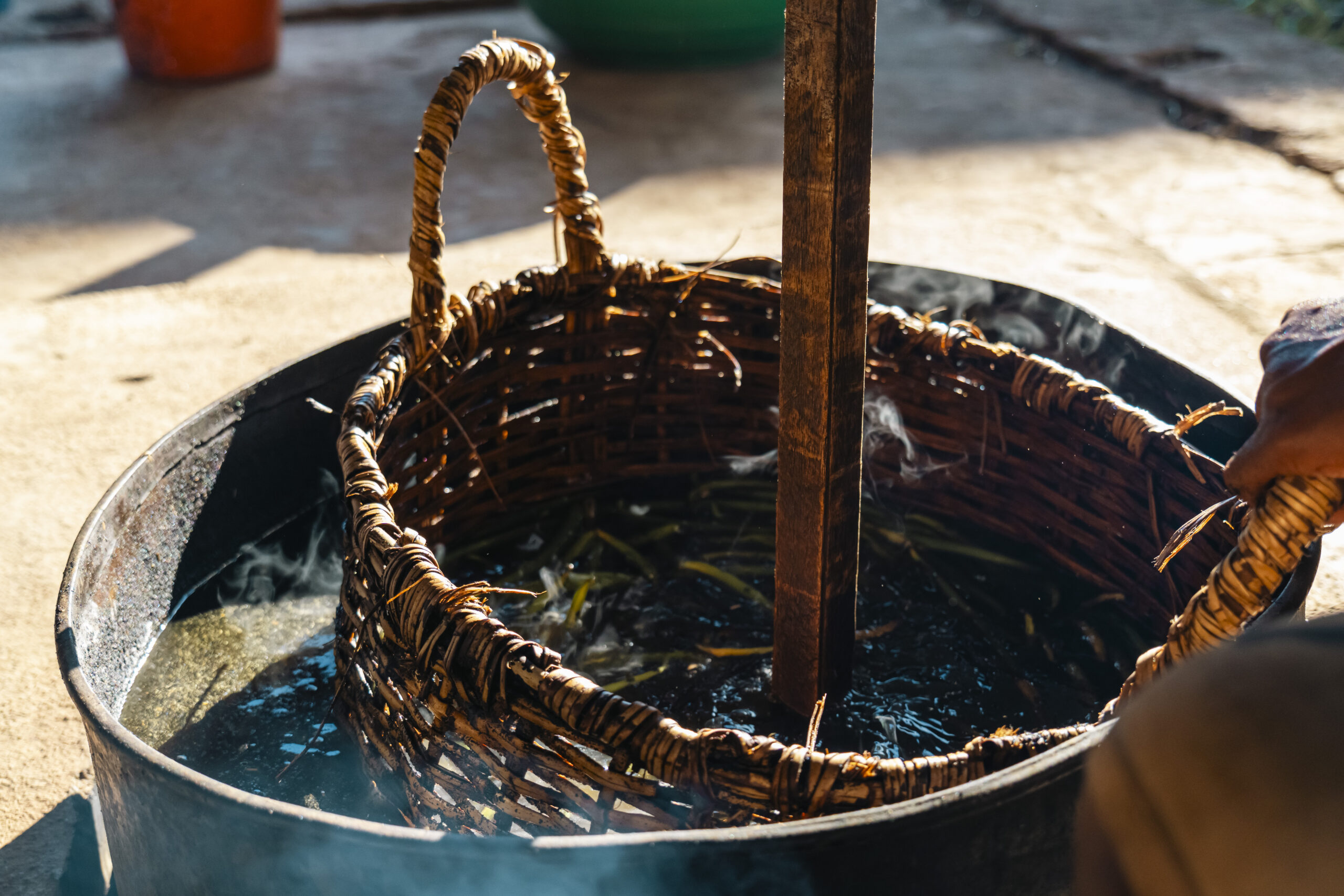 Green vanilla beans dipped in hot water