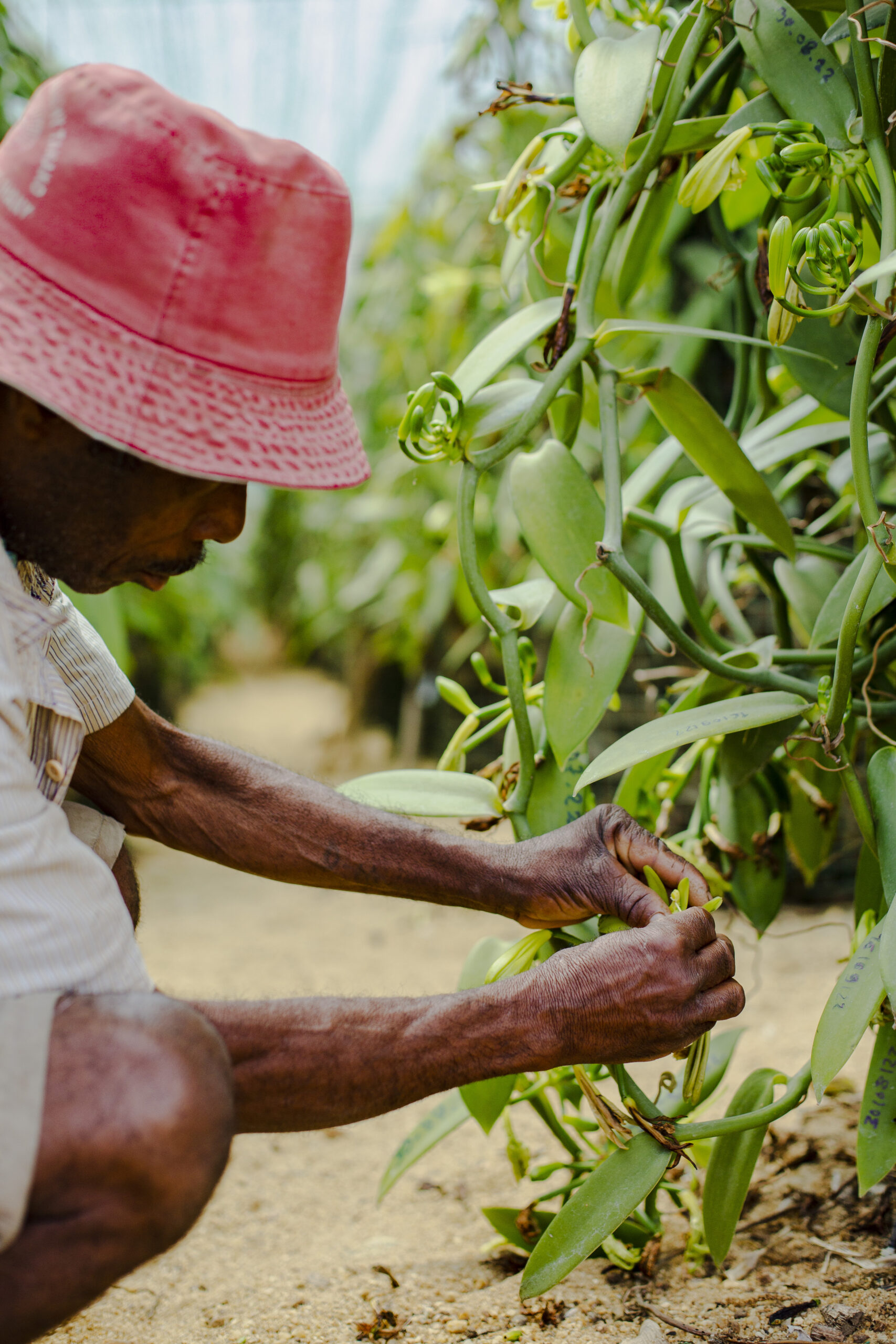 Hand pollination of a vanilla flower in SAVA