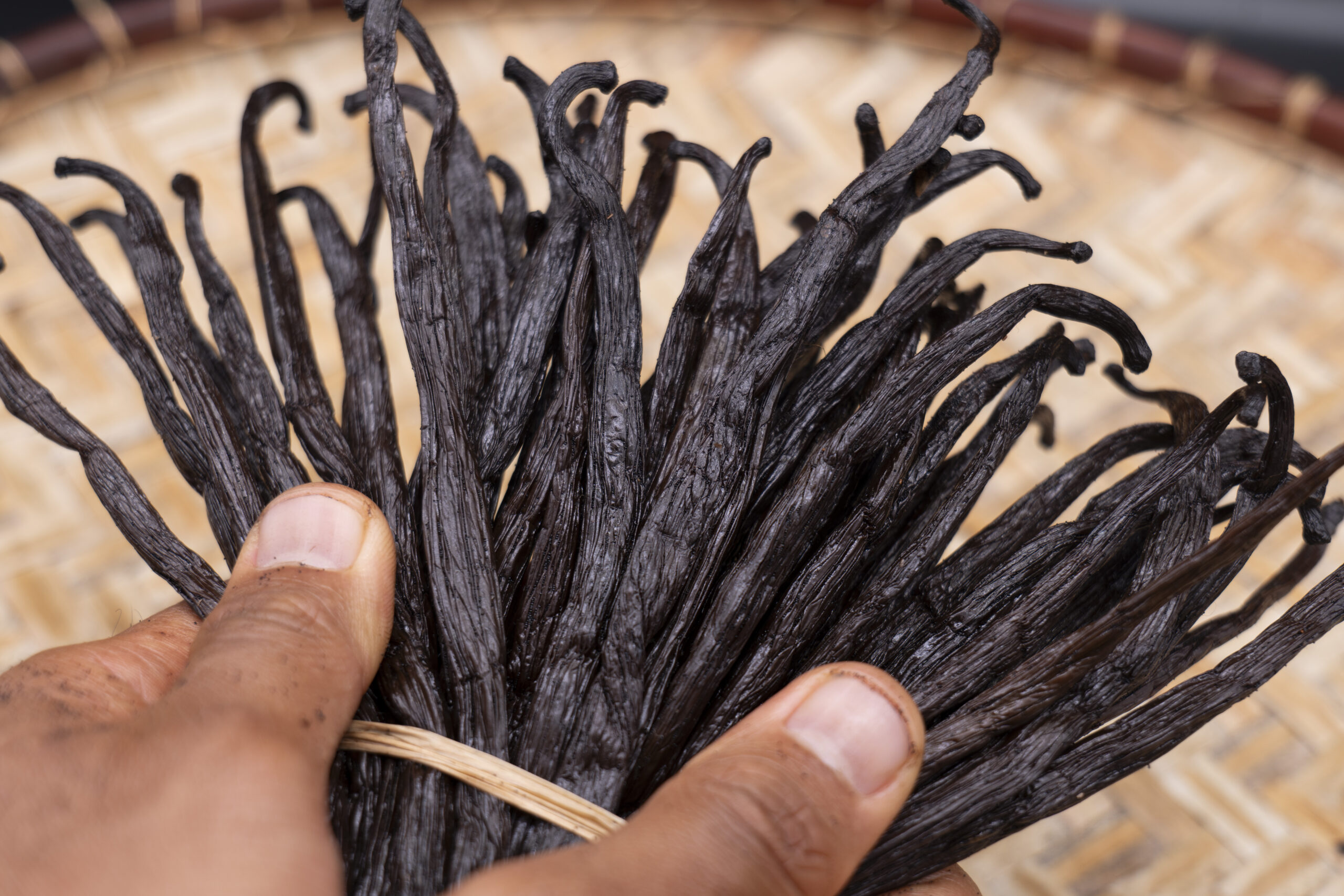 Sorted Gourmet Madagascar vanilla beans