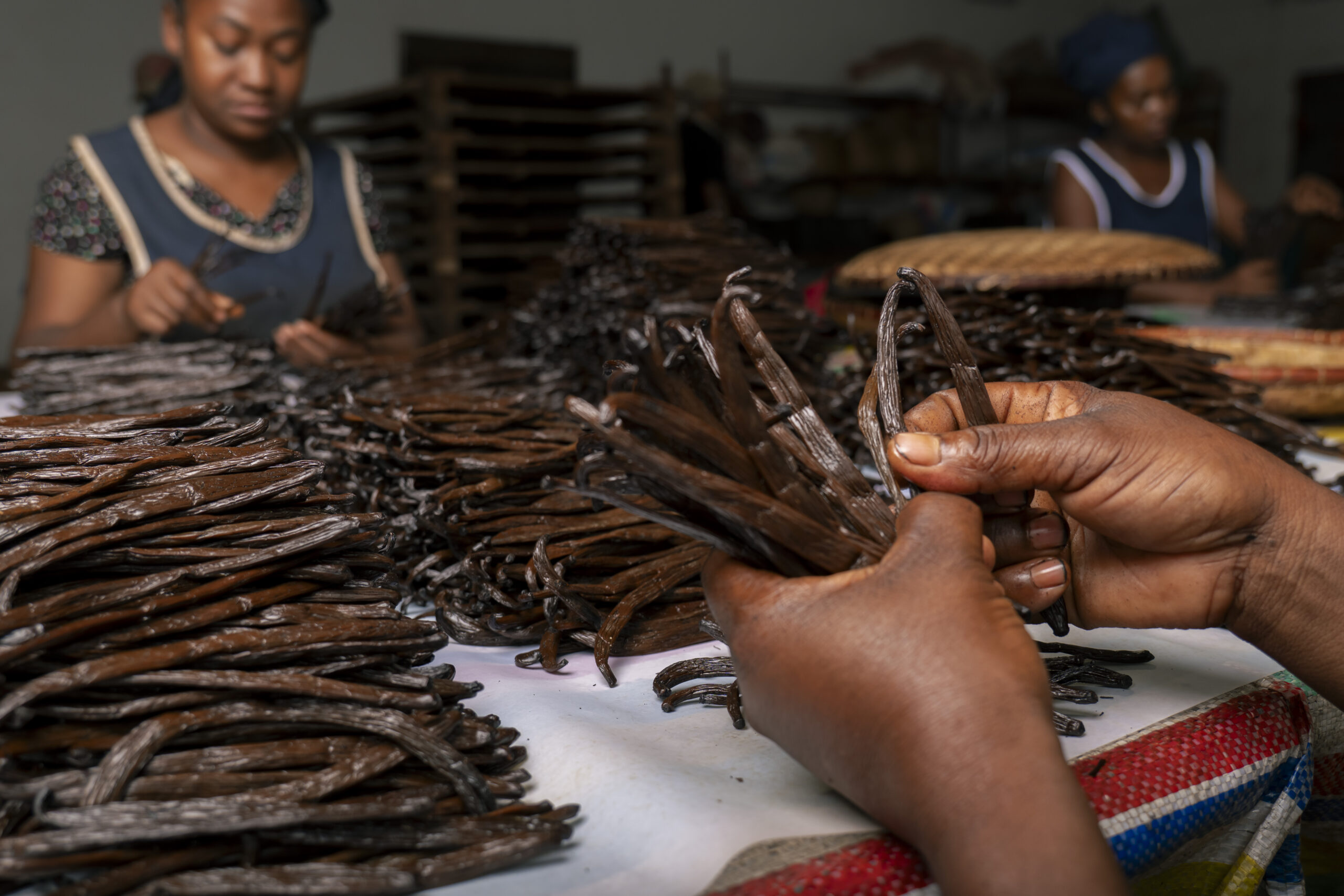 Hand massaging vanilla beans during curing
