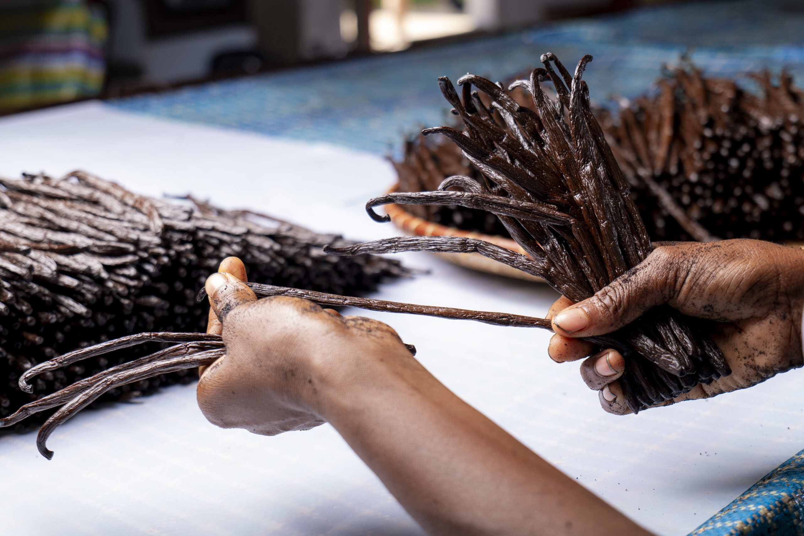 Prepared vanilla beans massaged by hand