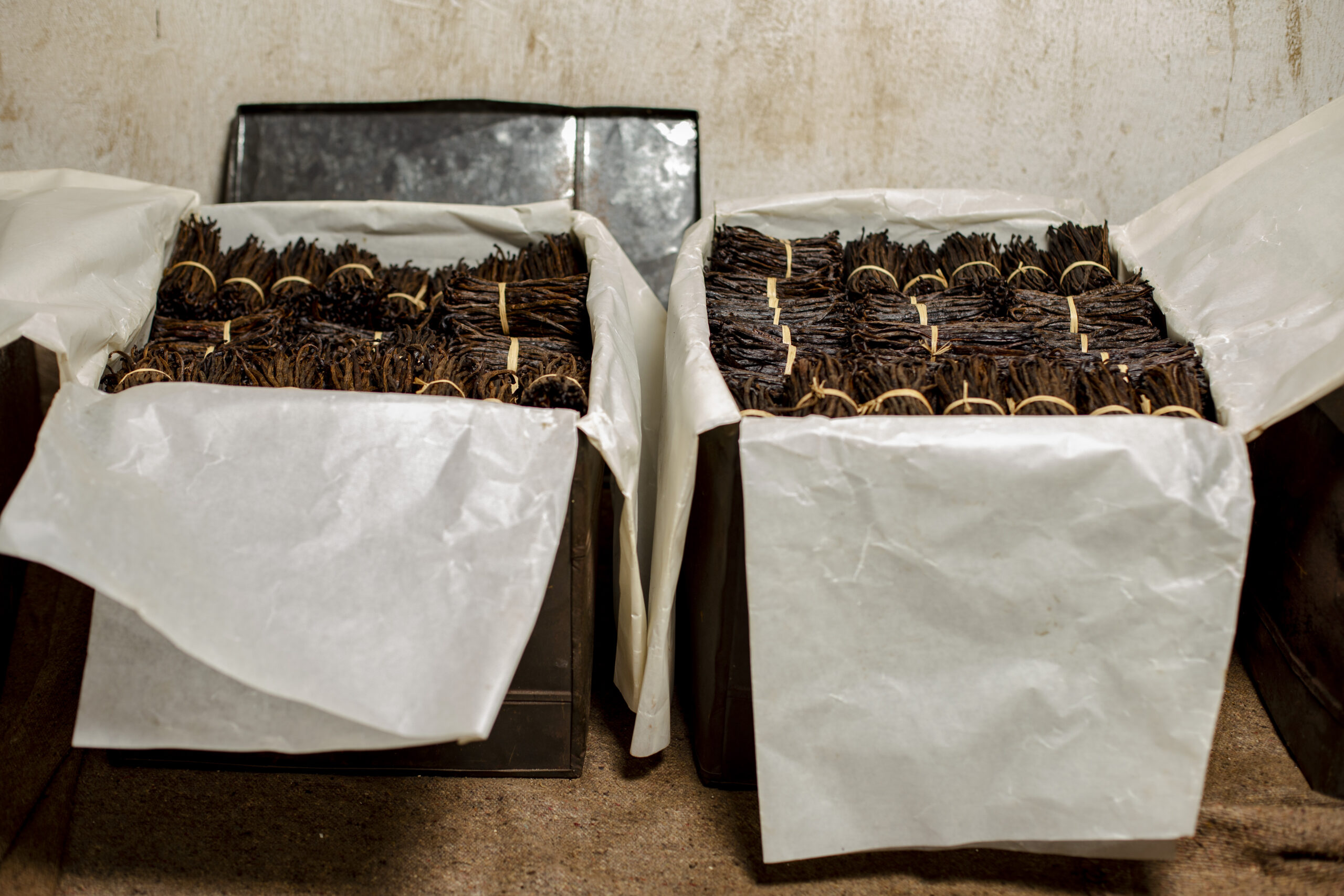 Vanilla beans conditioning in a wooden trunk