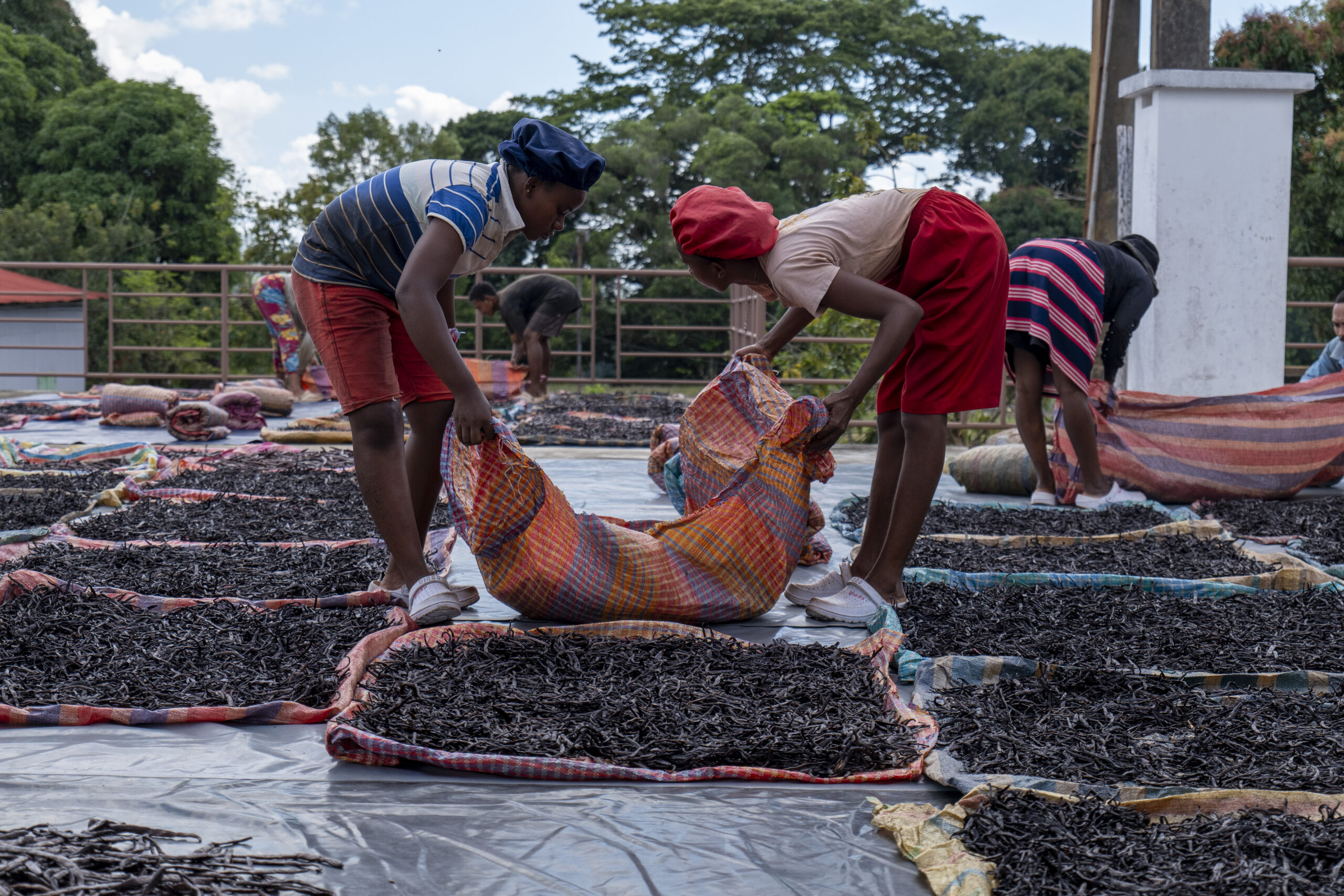 Vanilla beans drying in the sun