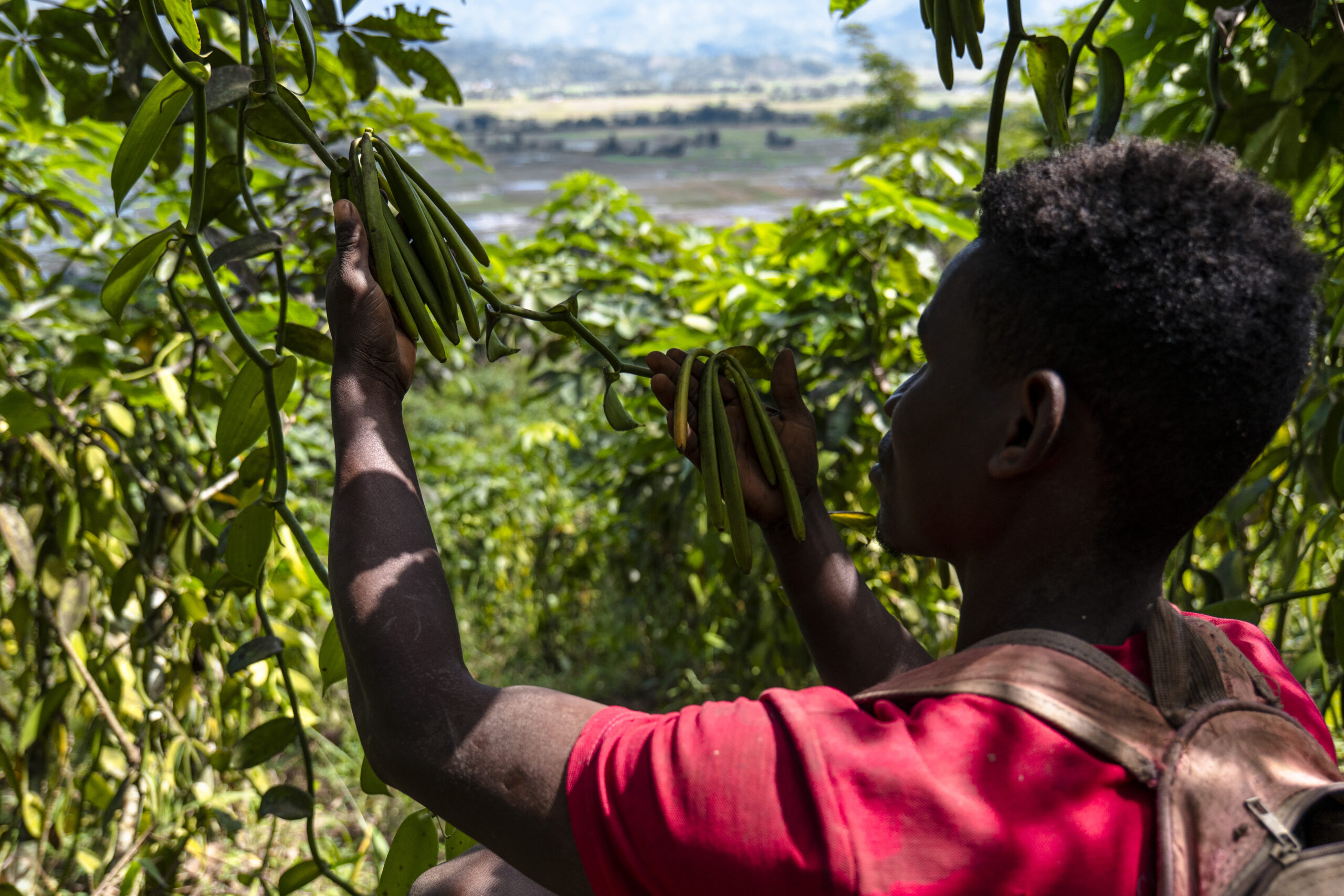 Green vanilla beans on the vine during the harvest season